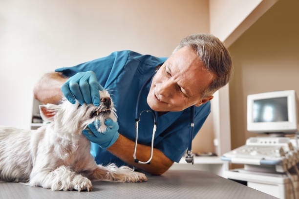 Best Emergency Dental Care for Broken or Chipped Teeth in Ruthers, CA